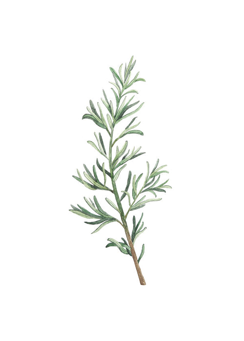 Botanisk poster: rosmarinkvist akvarell