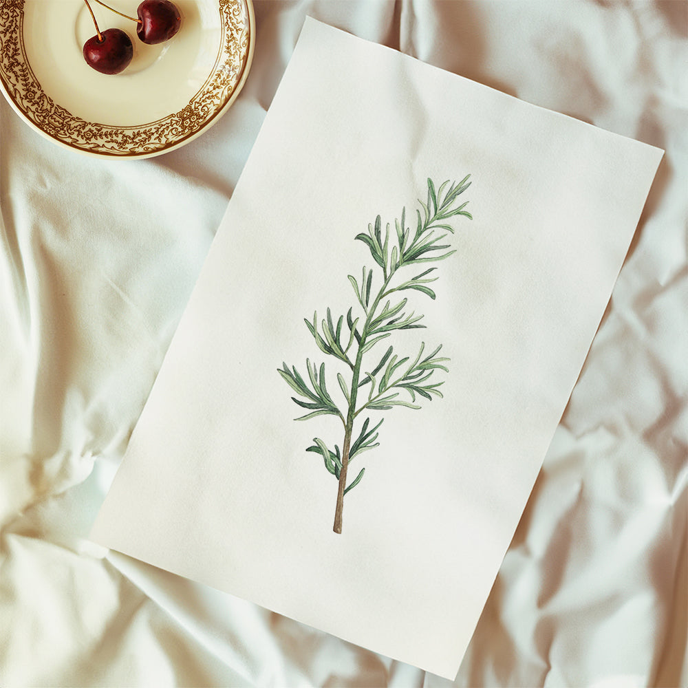 Botanisk poster: rosmarinkvist akvarell