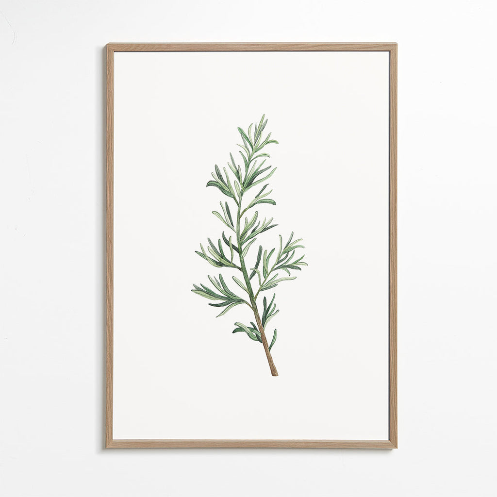 Botanisk poster: rosmarinkvist akvarell