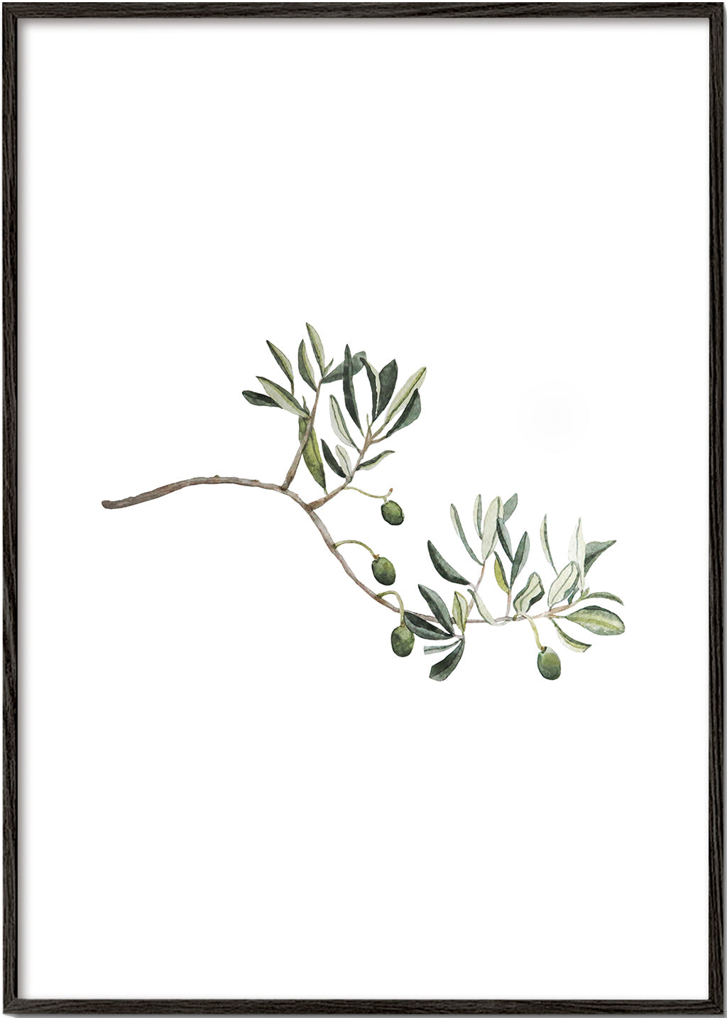 Botanisk poster olivkvist studie