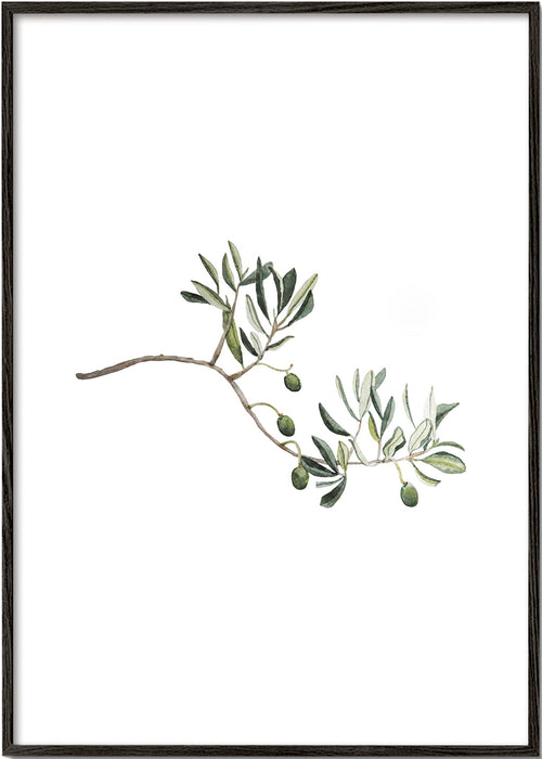 Botanisk poster olivkvist studie