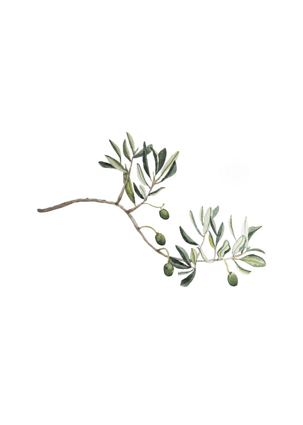 Botanisk poster olivkvist studie