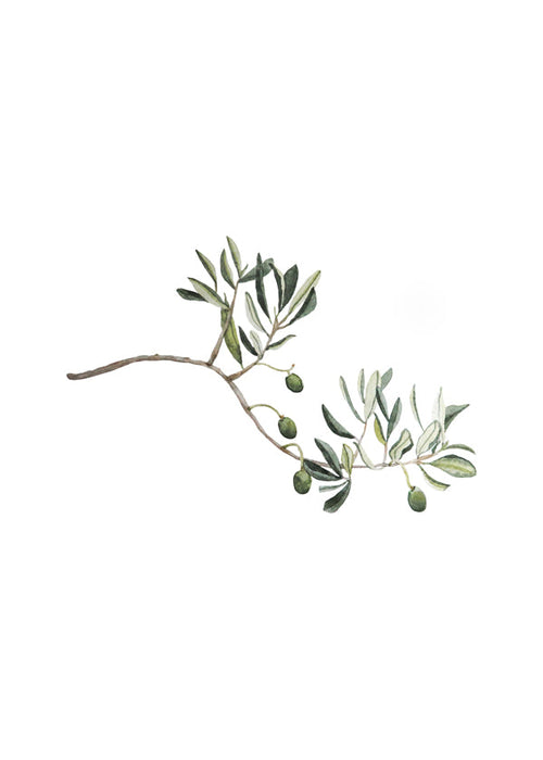 Botanisk poster olivkvist studie