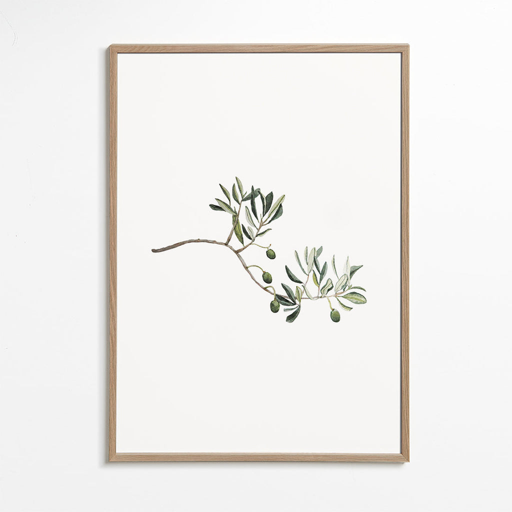 Botanisk poster olivkvist studie