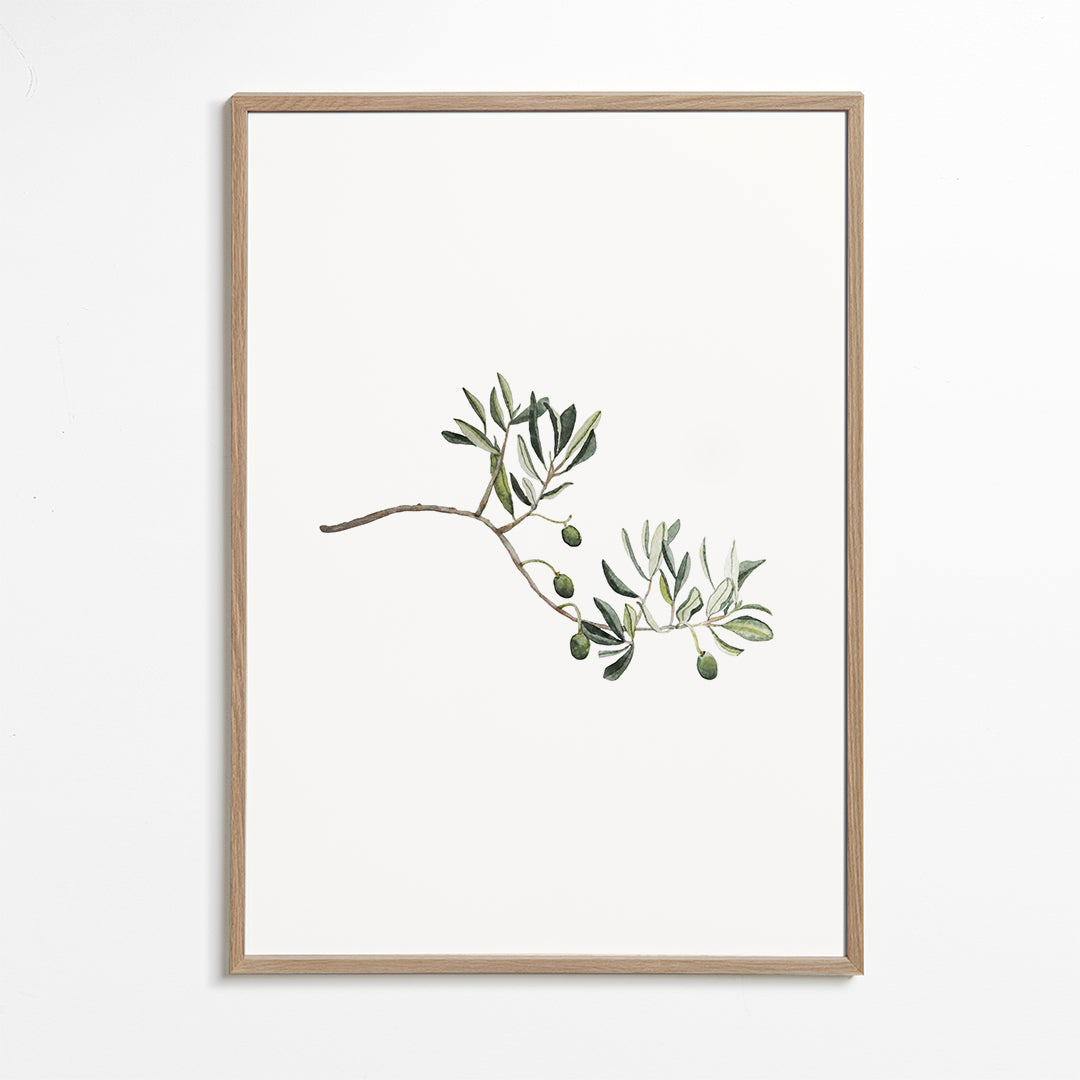Botanisk poster olivkvist studie