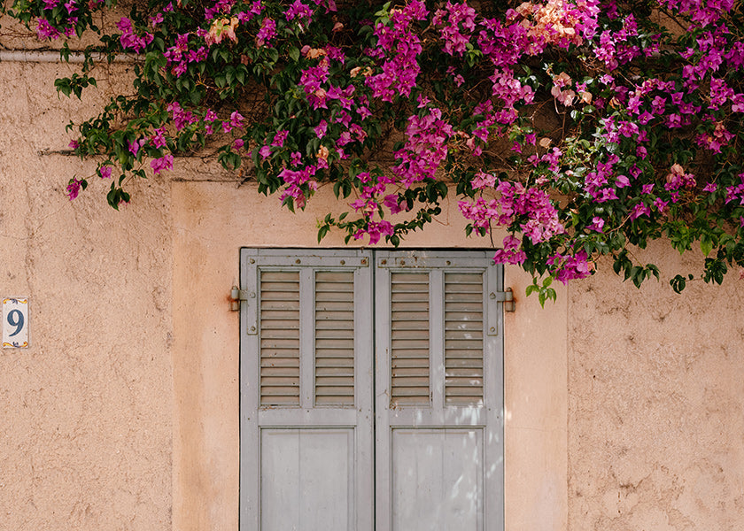 Botanisk poster: bougainvillea över gammal dörr