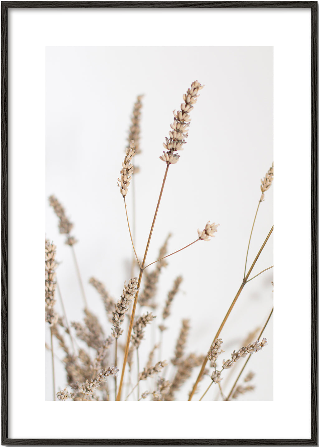 Botanisk poster: torkade ax i vertikalt format