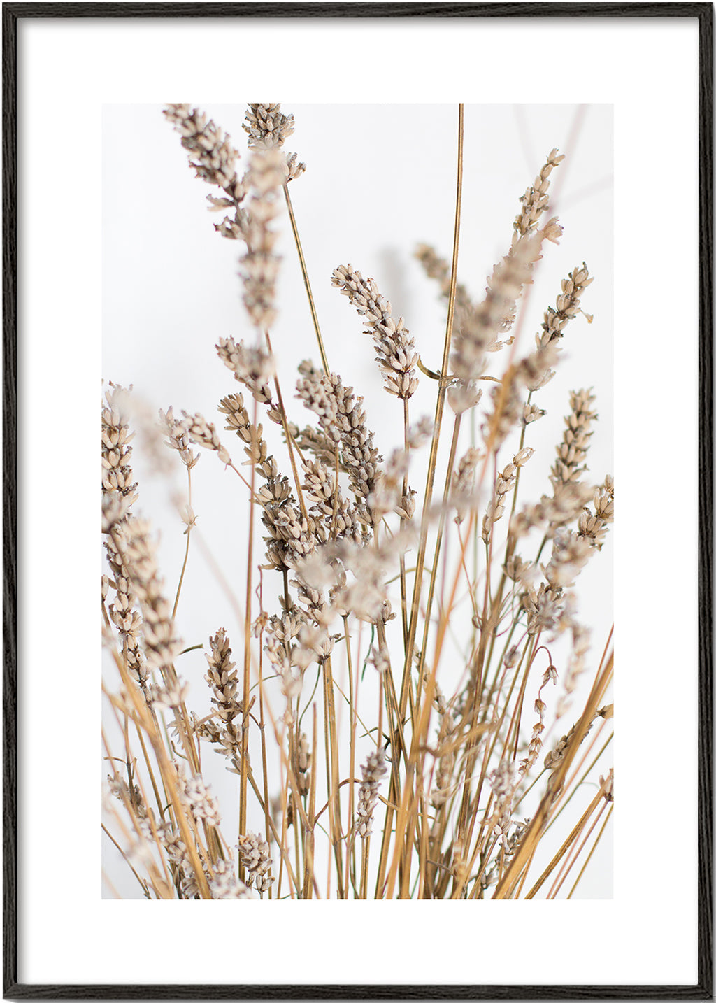 Botanisk poster med torra ax