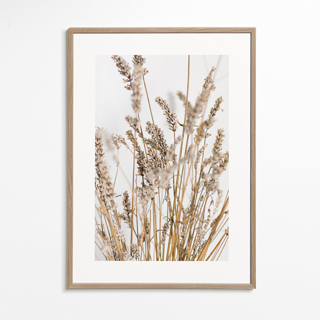 Botanisk poster med torra ax