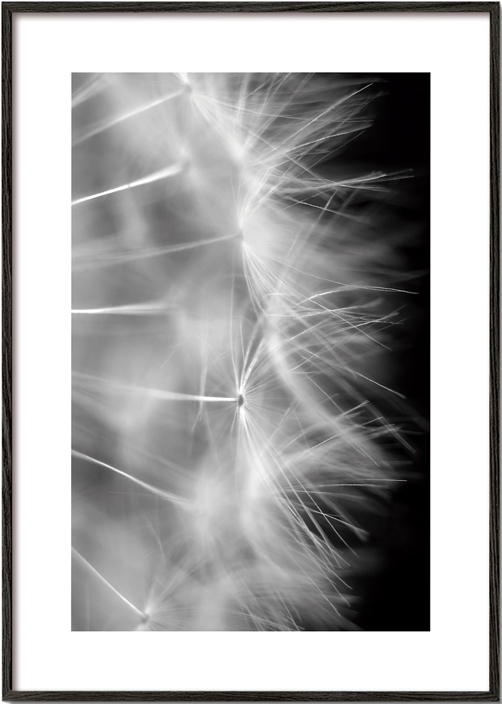 Botanisk poster: maskros närbild