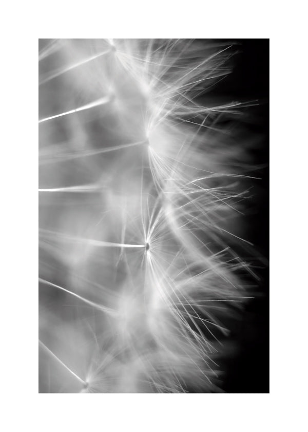 Botanisk poster: maskros närbild
