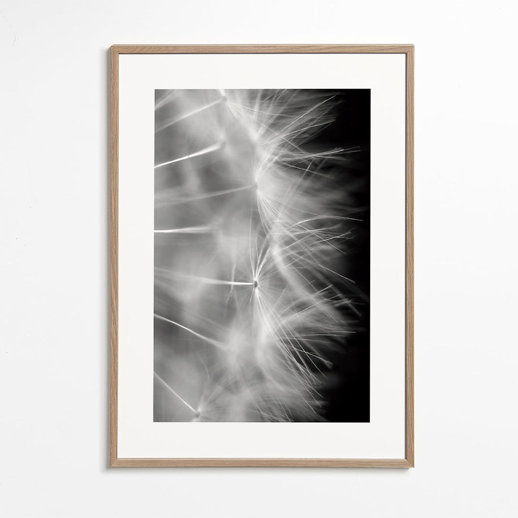 Botanisk poster: maskros närbild