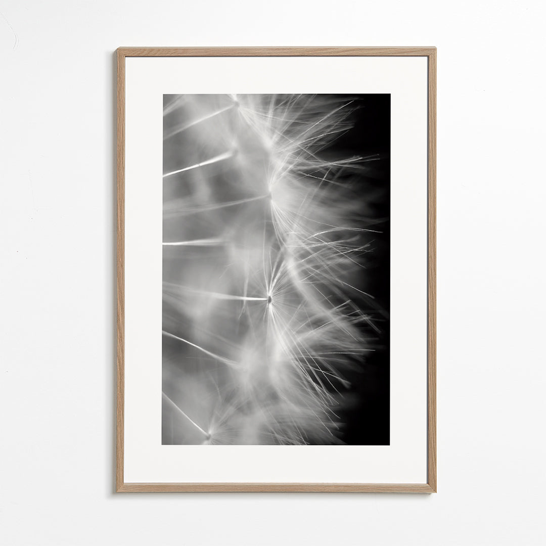 Botanisk poster: maskros närbild