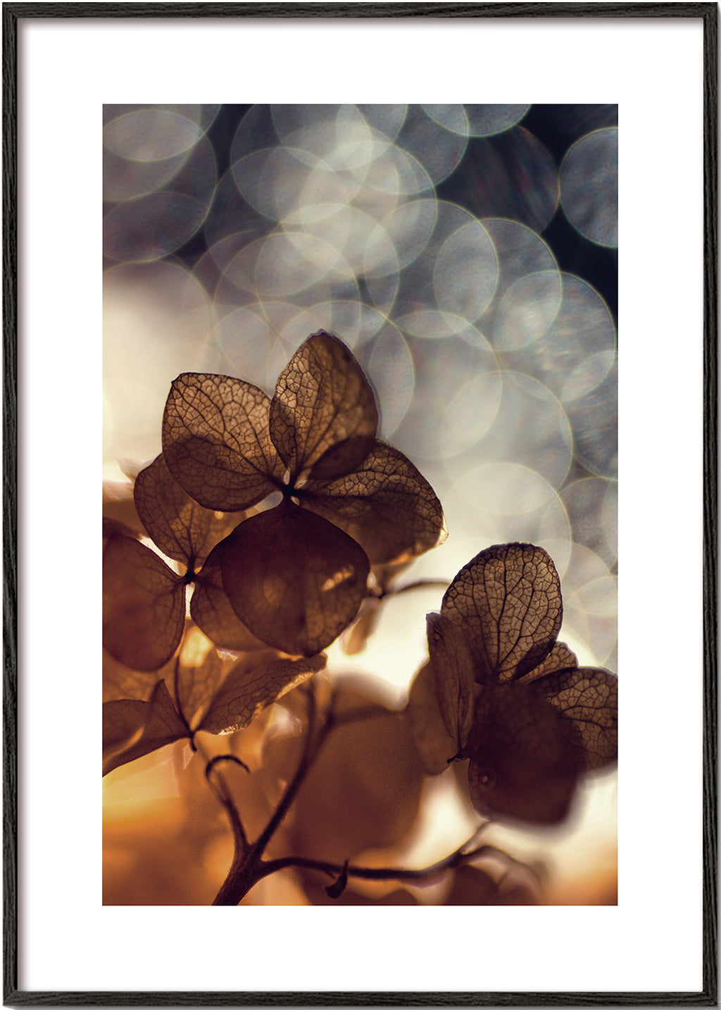 Botanisk poster: torkade blommor i mjuk bokeh