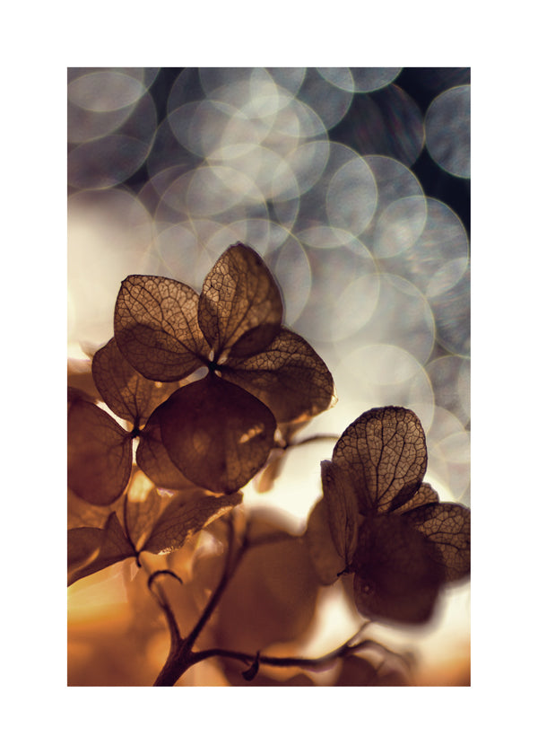 Botanisk poster: torkade blommor i mjuk bokeh