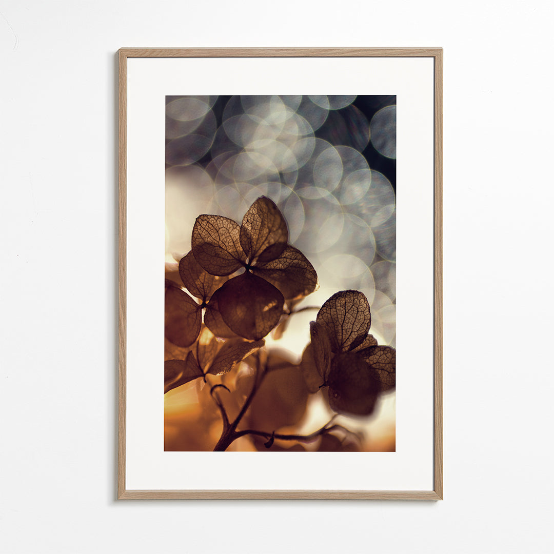 Botanisk poster: torkade blommor i mjuk bokeh