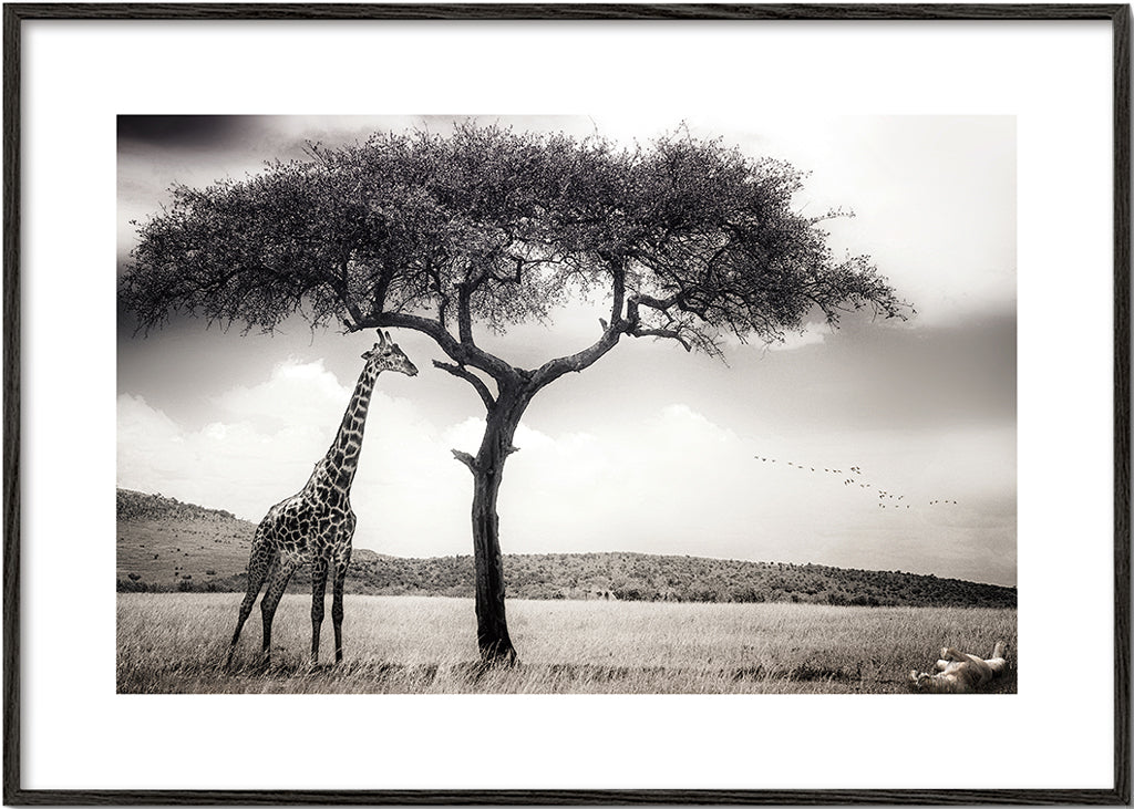 Giraff på savannen fotografi
