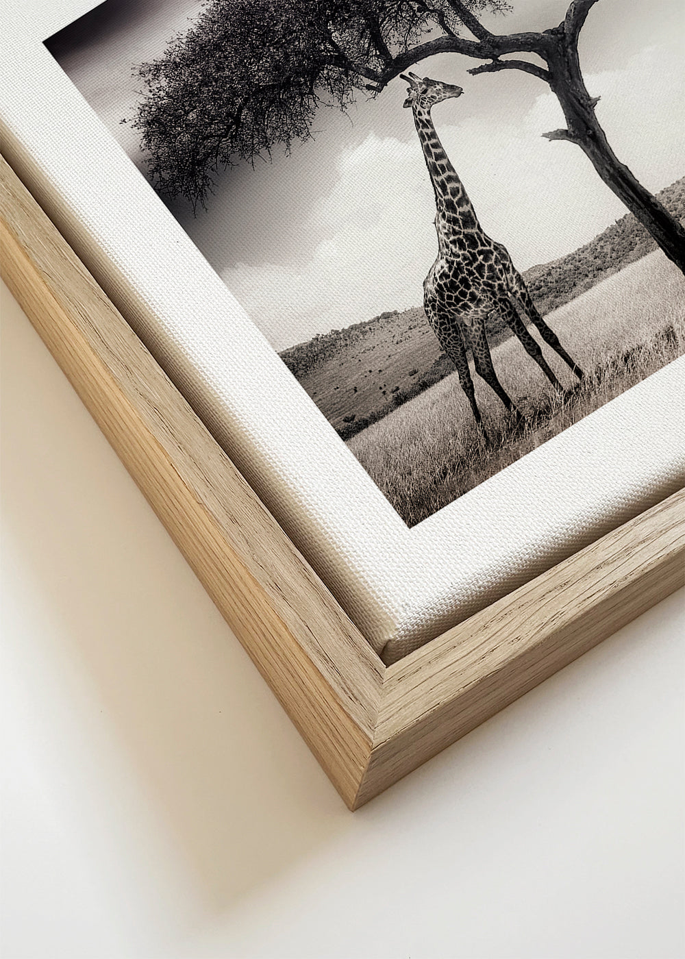 Giraff på savannen fotografi
