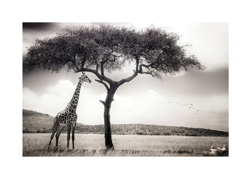 Giraff på savannen fotografi