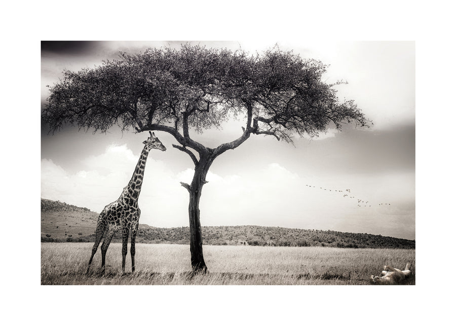 under the African sun