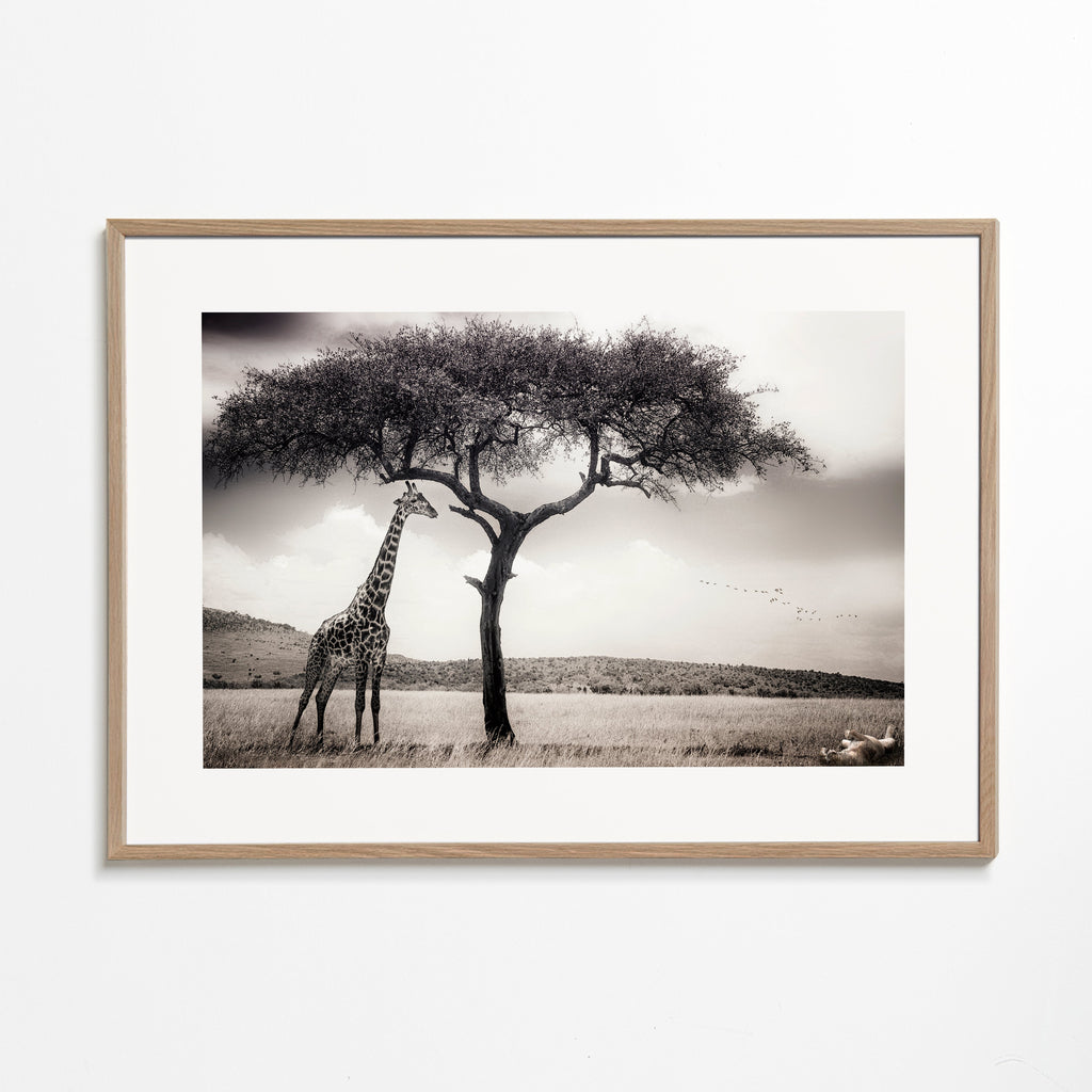 Giraff på savannen fotografi