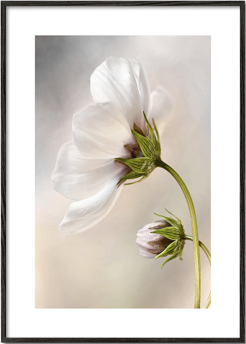 Botanisk poster: vit blomma på böjd stam