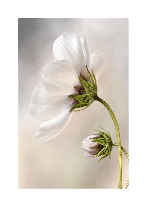 Botanisk poster: vit blomma på böjd stam