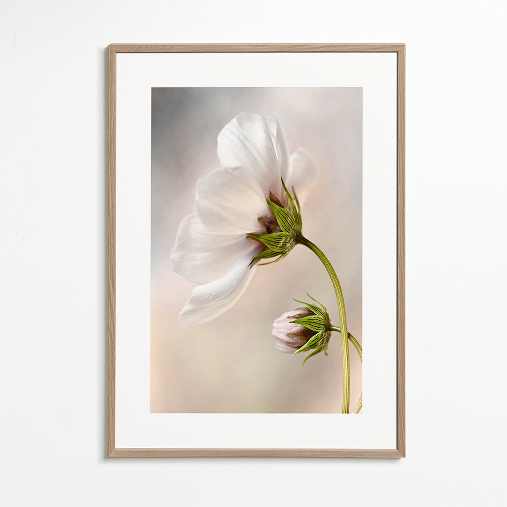 Botanisk poster: vit blomma på böjd stam