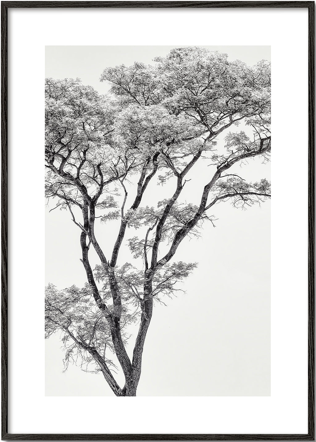 Botanisk poster: träd i svartvitt