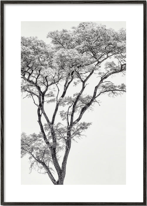 Botanisk poster: träd i svartvitt
