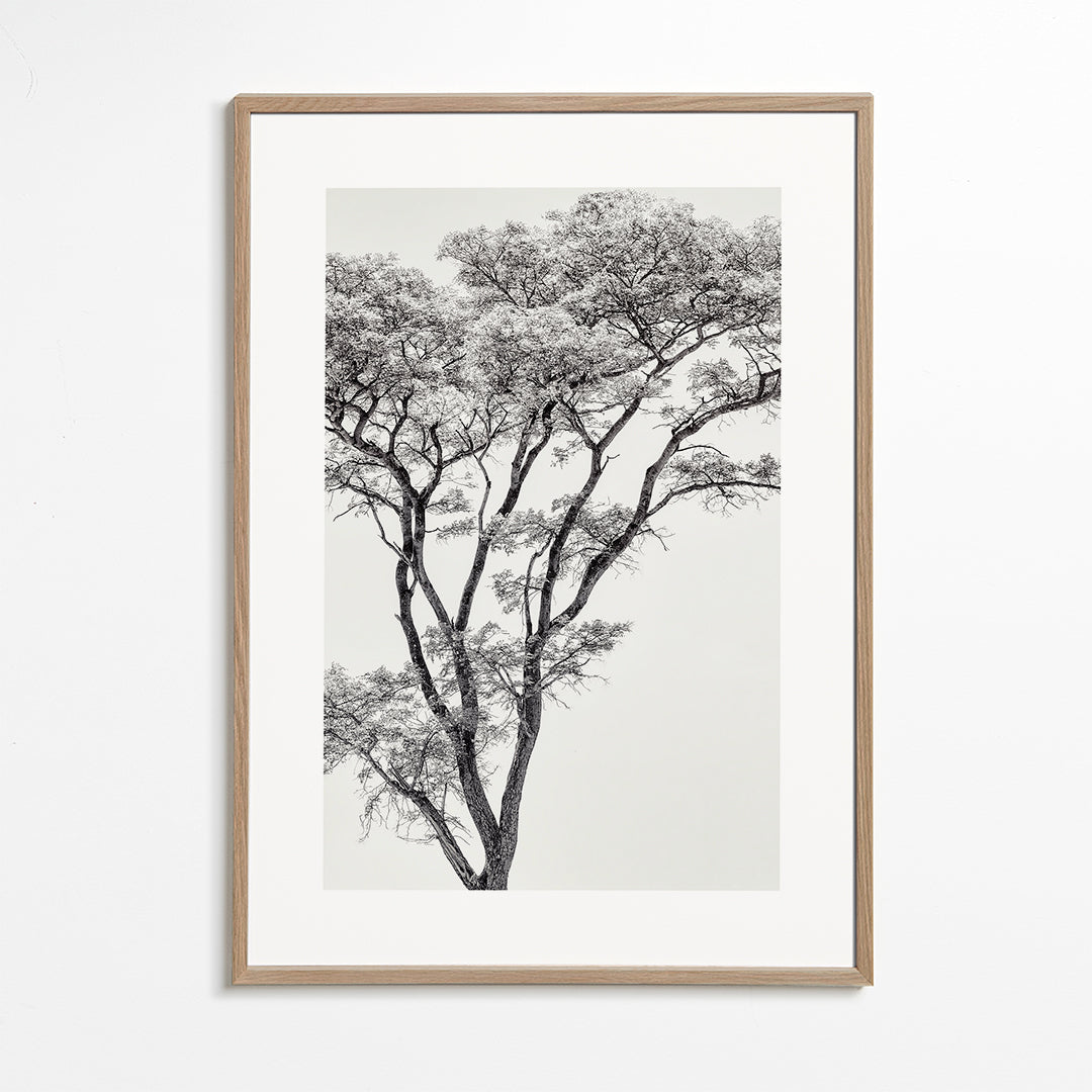 Botanisk poster: träd i svartvitt