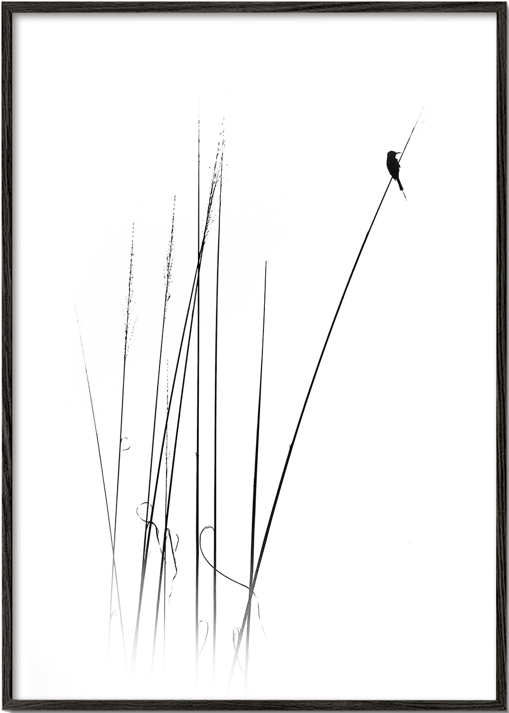 Fotografi: fågel på vass, minimalistisk