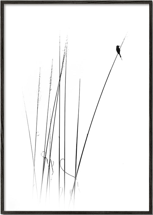 Fotografi: fågel på vass, minimalistisk