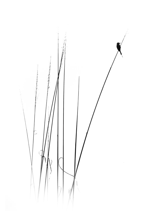 Fotografi: fågel på vass, minimalistisk