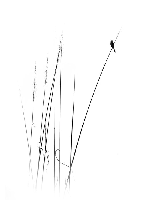 Fotografi: fågel på vass, minimalistisk