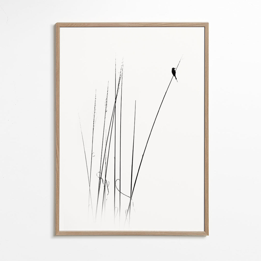 Fotografi: fågel på vass, minimalistisk
