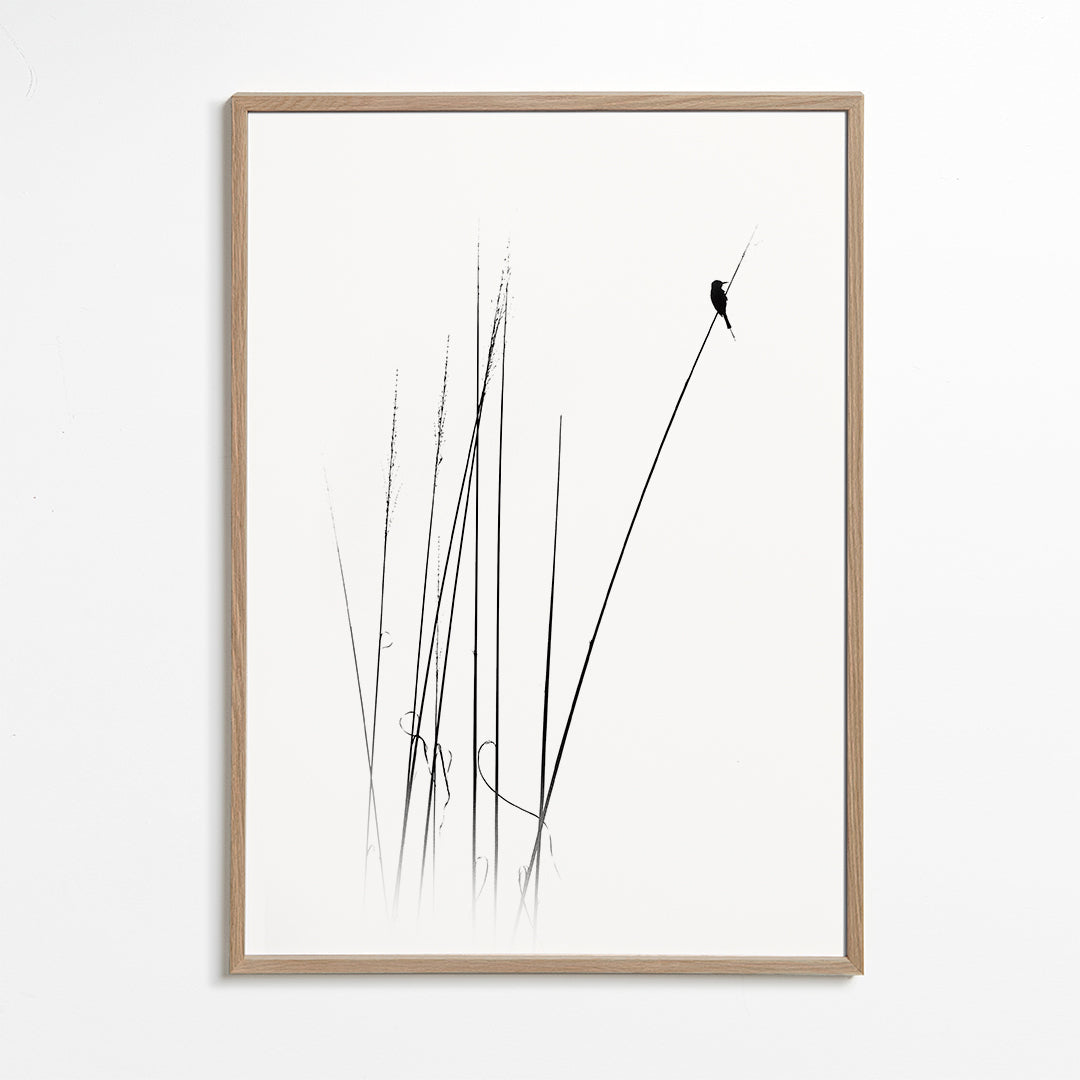 Fotografi: fågel på vass, minimalistisk