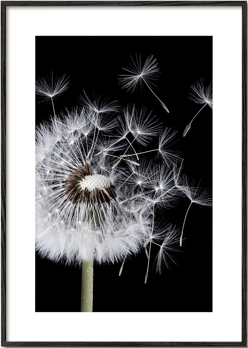 Botanisk poster: maskros i makro