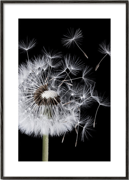 Botanisk poster: maskros i makro