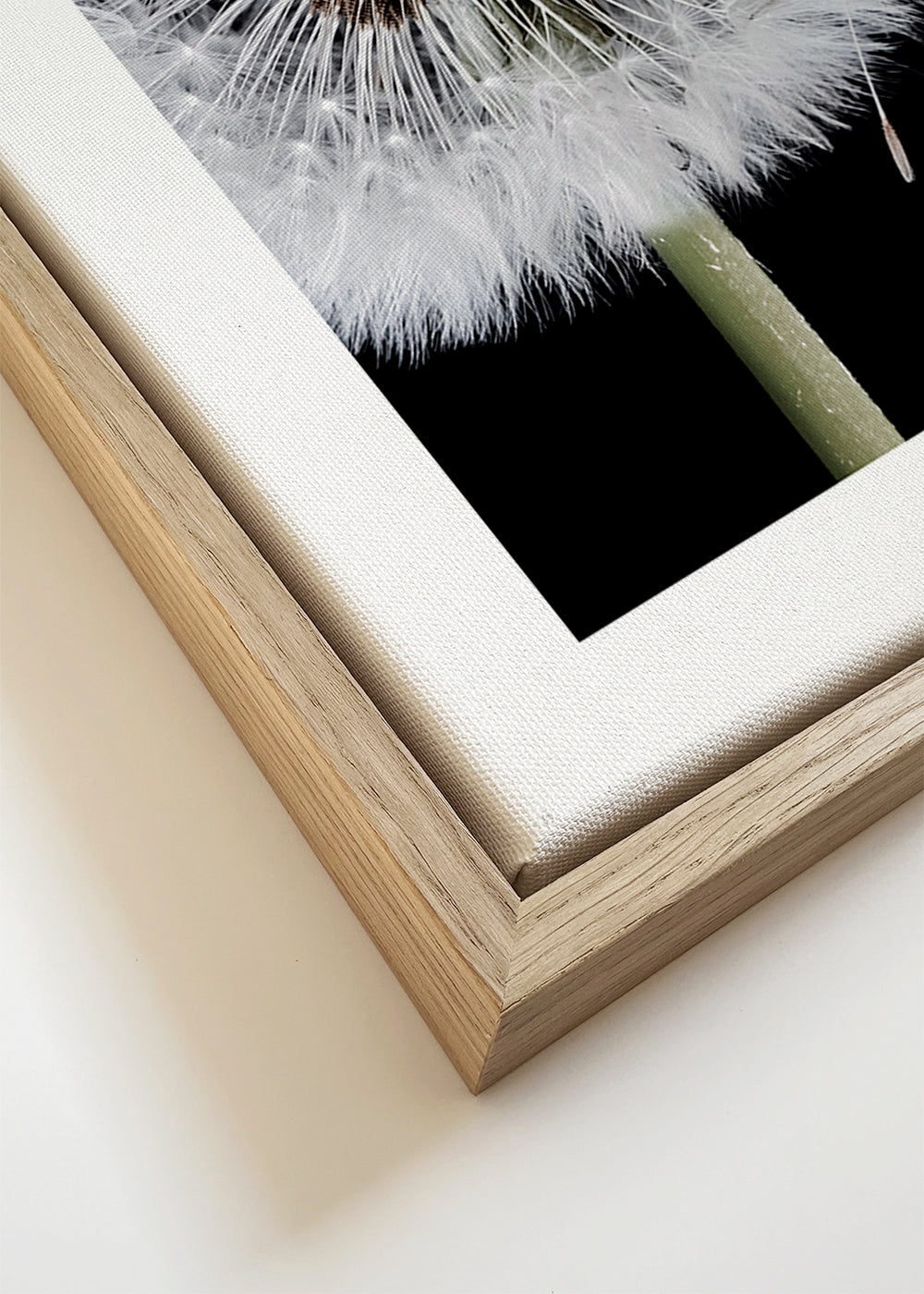 Botanisk poster: maskros i makro