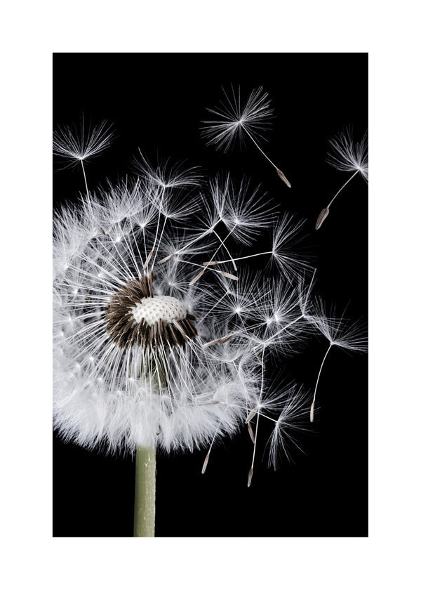 Botanisk poster: maskros i makro