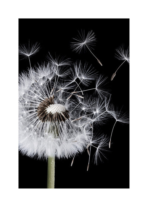 Botanisk poster: maskros i makro