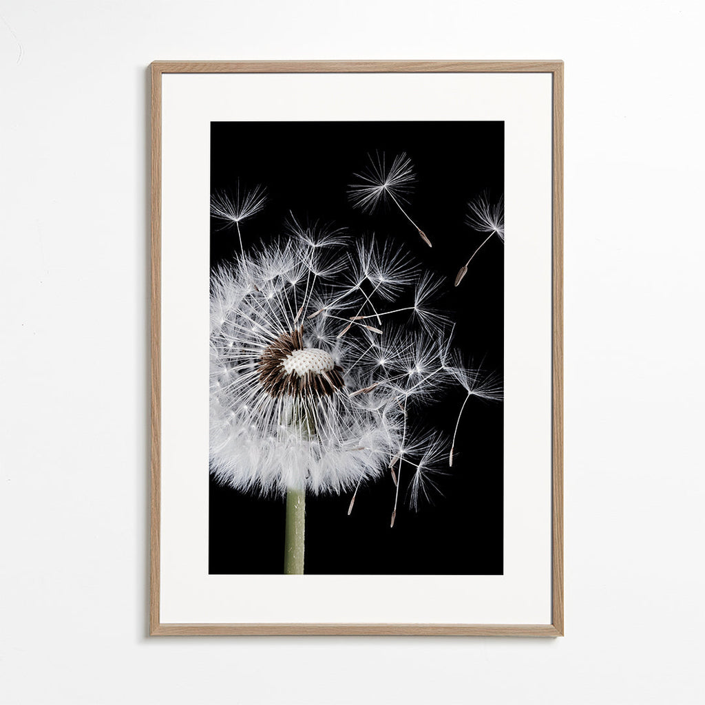 Botanisk poster: maskros i makro