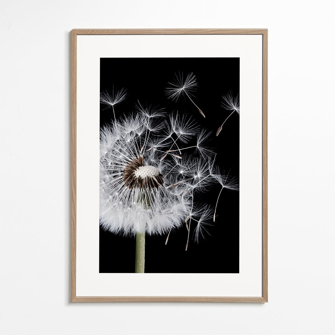 Botanisk poster: maskros i makro