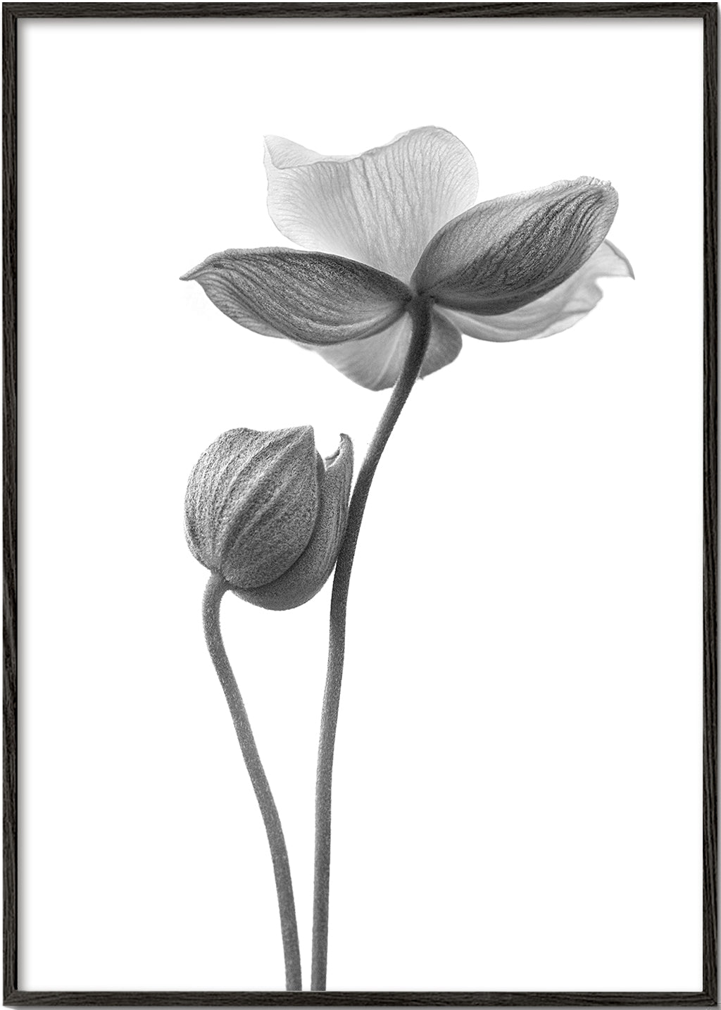 Botaniskt tryck i svartvitt
