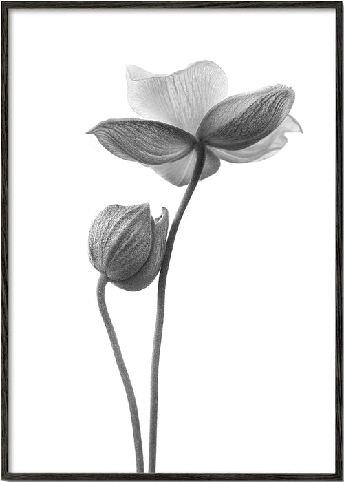 Botaniskt tryck i svartvitt