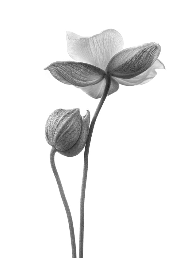 Botaniskt tryck i svartvitt