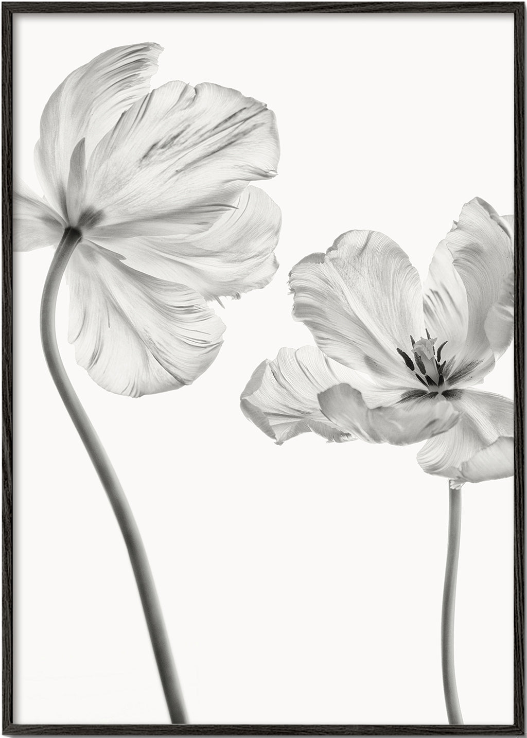 Botanisk poster: tulpaner i svartvitt