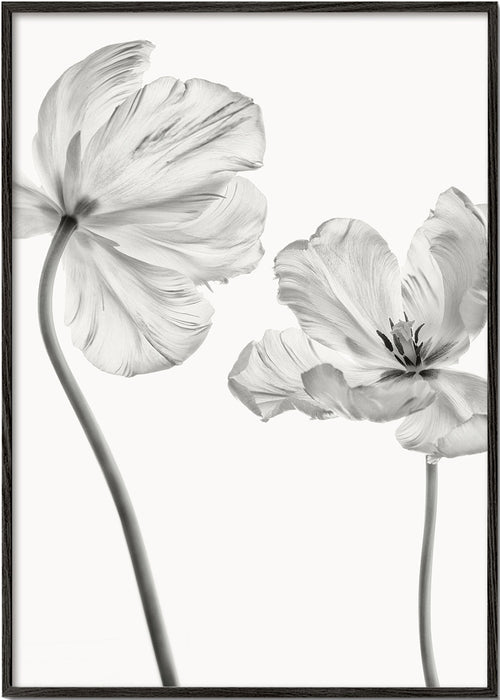 Botanisk poster: tulpaner i svartvitt