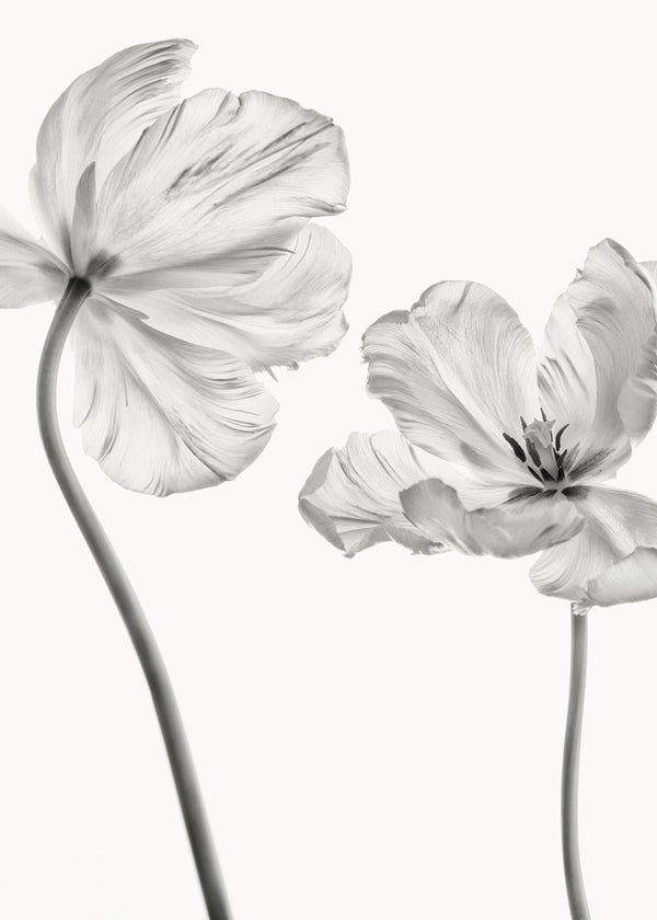 Botanisk poster: tulpaner i svartvitt